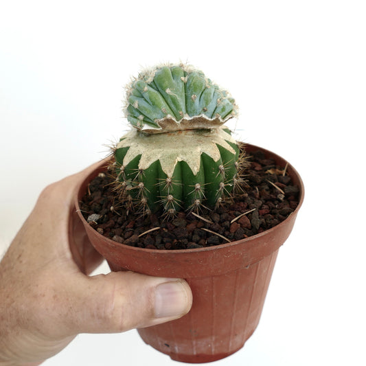 Pilosocereus azureus rare crested cactus with blue-green fan-shaped top grafted on green spiny base
