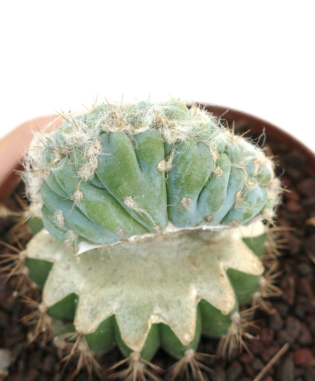Pilosocereus azureus crested rare succulent cactus with wavy ridges and soft white hairs
