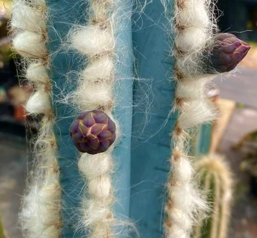 Graines de Pilosocereus azureus