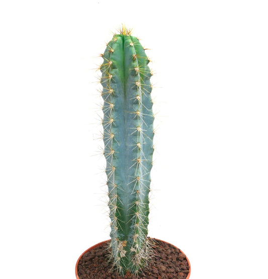 Pilosocereus azzureus tall blue-green cactus with golden spines in terracotta pot