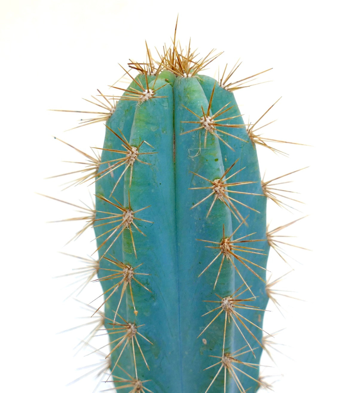 Pilosocereus azzureus blue succulent cactus with prominent golden spines close-up