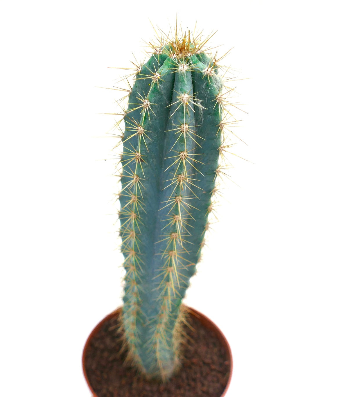 Pilosocereus azureus tall blue cactus with prominent yellow spines in pot
