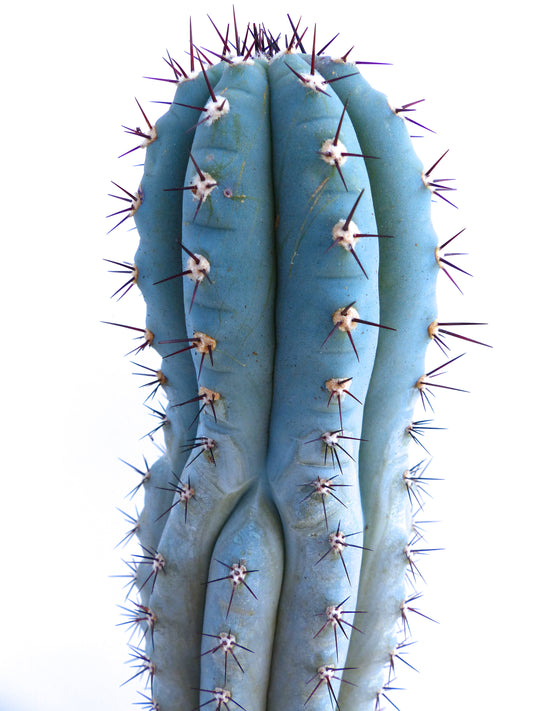 Pilosocereus bradei HU143 SEEDS