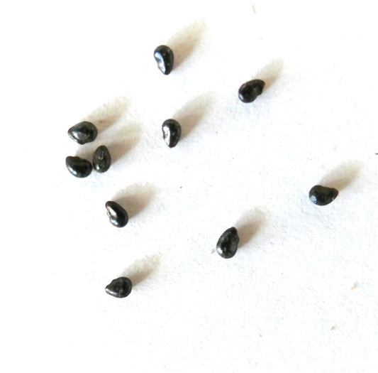 Pilosocereus chrysacanthus SEEDS