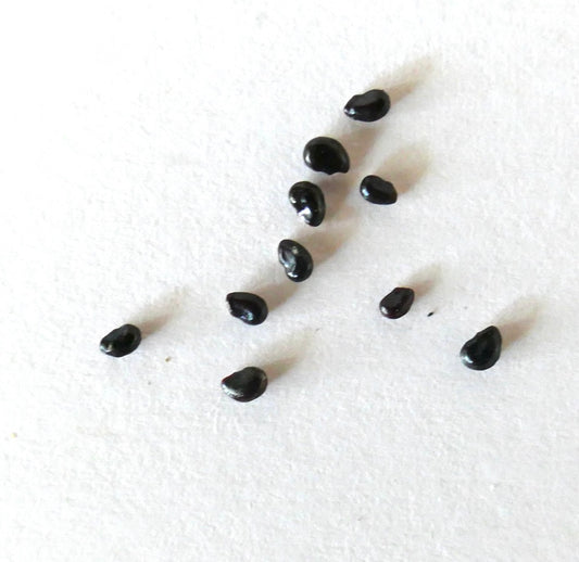 Pilosocereus collinsii SEEDS
