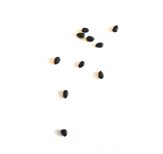 Pilosocereus glaucescens black cactus seeds scattered on white background