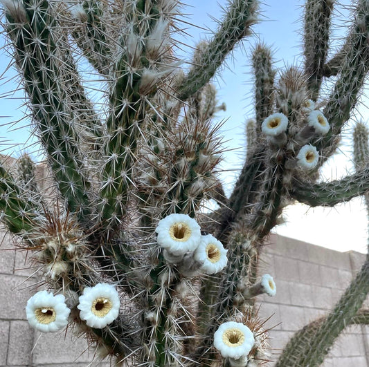 Pilosocereus gounellei cactus with white tubular flowers and sharp spines outdoors