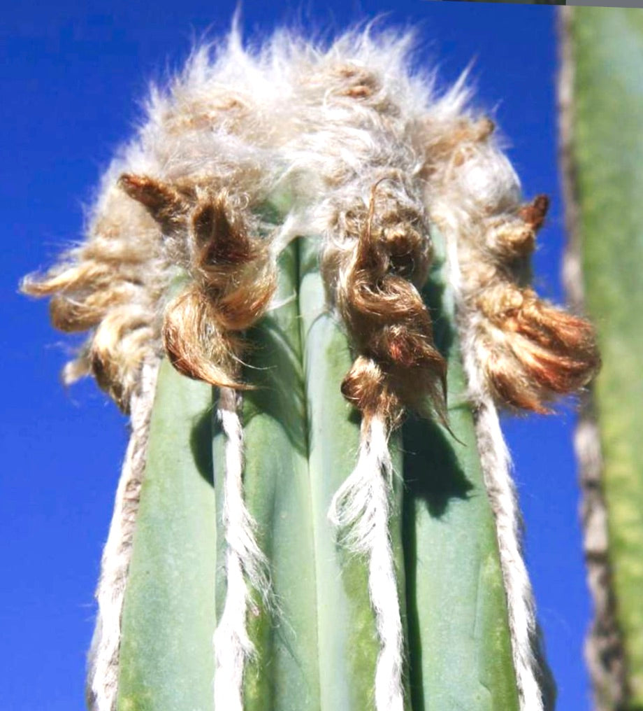Pilosocereus hermii høy sukkulent kaktus med ullaktige areoler og grønn ribbet stilk