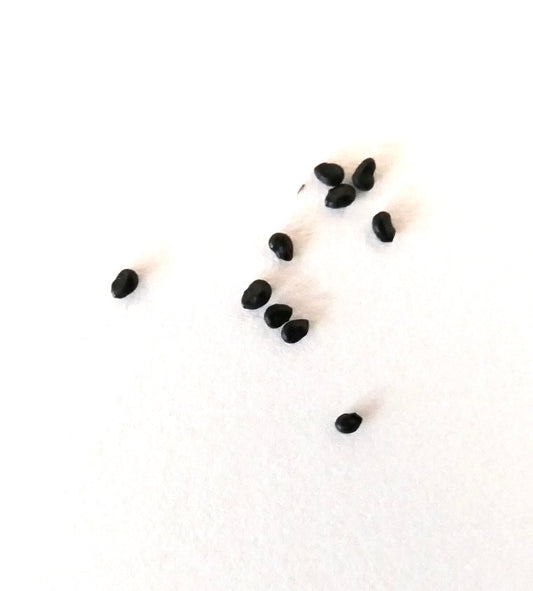 Pilosocereus magnificus HU224 SEEDS