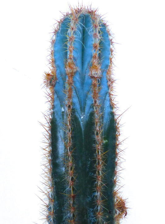 Pilosocereus odilensis høy blågrønn kaktus med oransje torner og ribbet struktur