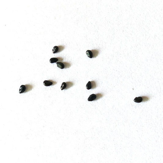 Semi di Pilosocereus pachycladus HU254