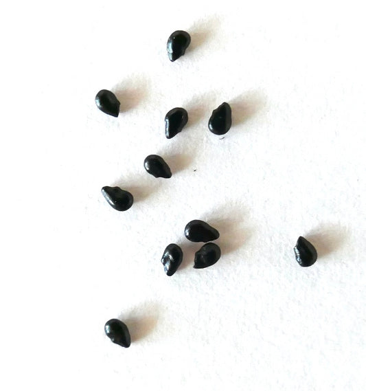 Pilosocereus pentaedrophorus SEEDS