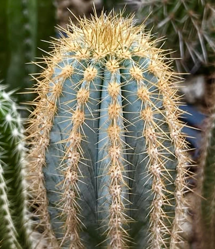 Pilosocereus pernambucoensis FRØ