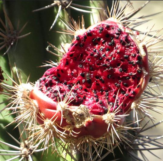 Pilosocereus polygonus cactus fruit with bright red pulp and black seeds surrounded by sharp spines
