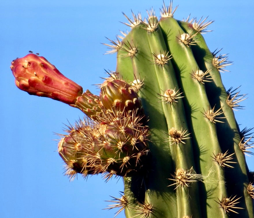Pilosocereus polygonus tall green cactus with sharp spines and reddish flower buds against blue sky