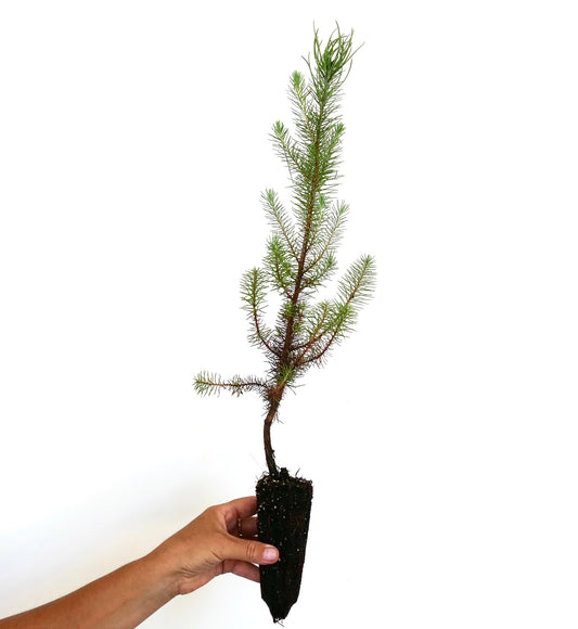 Pinus pinea young seedling with slender green needles and exposed root ball held by hand