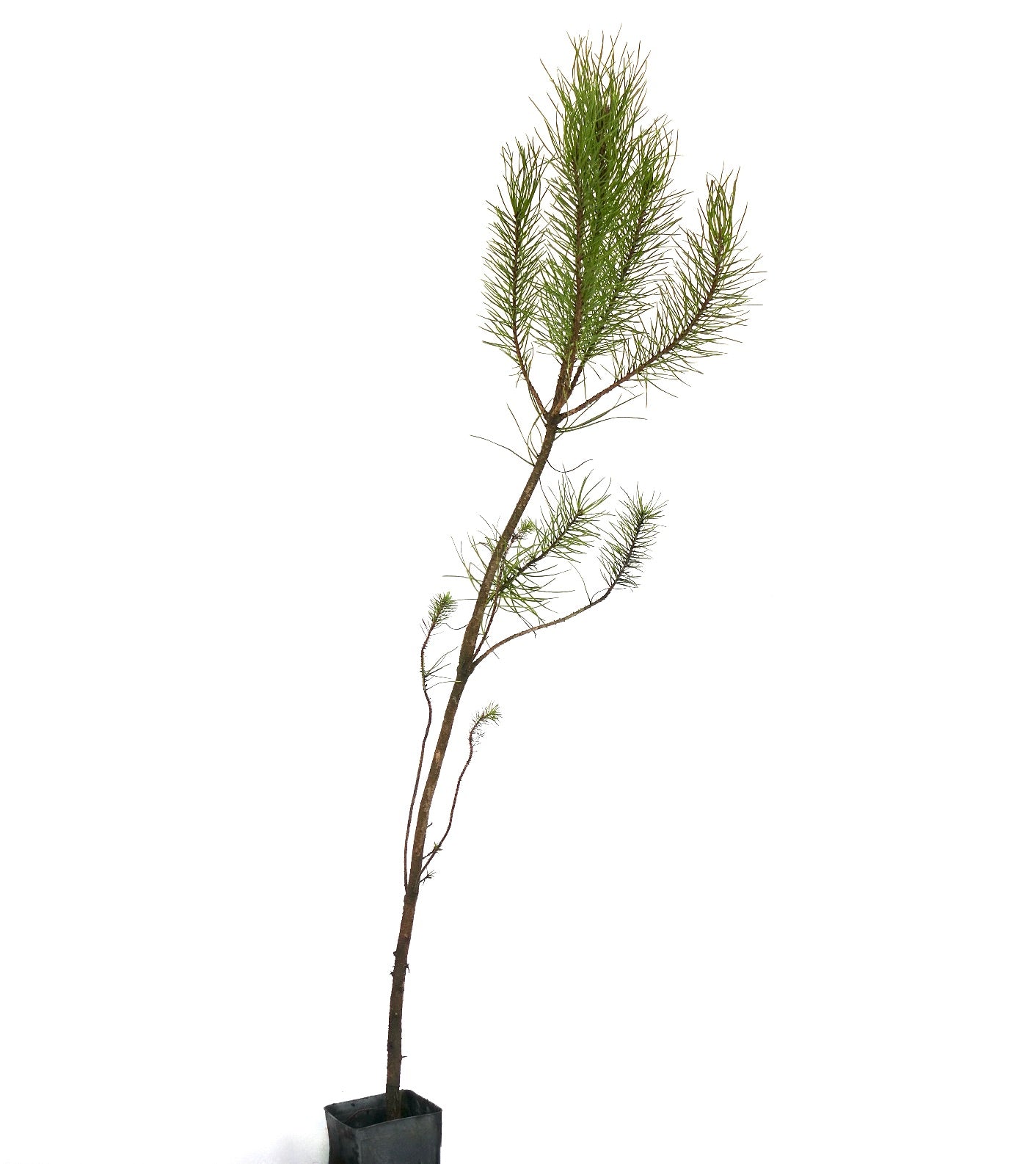 Giovane pino elegante Pinus pinea con aghi verdi radi in vaso nero