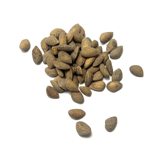 Semi piccoli marroni e strutturati di Pinus aristata per la propagazione di conifere rare