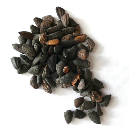 بذور صنوبر أتينواتا بنية داكنة ذات نسيج مع أشكال وأحجام متنوعة على خلفية بيضاء