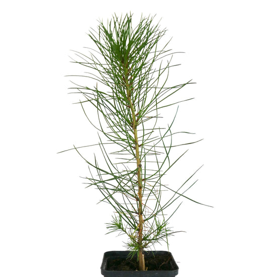 Pinus attenuata young slender green needle pine sapling in black nursery pot