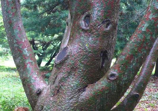 Pinus bungeana tree with distinctive peeling multicolored bark and textured trunk branches
