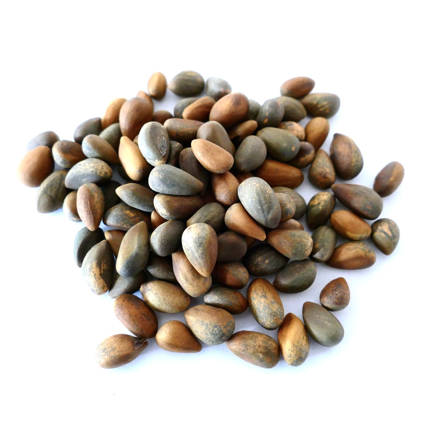 매끄럽고 길쭉한 갈색과 회색 질감의 소나무 첨브로이드스 아로사벤시스 아종 씨앗