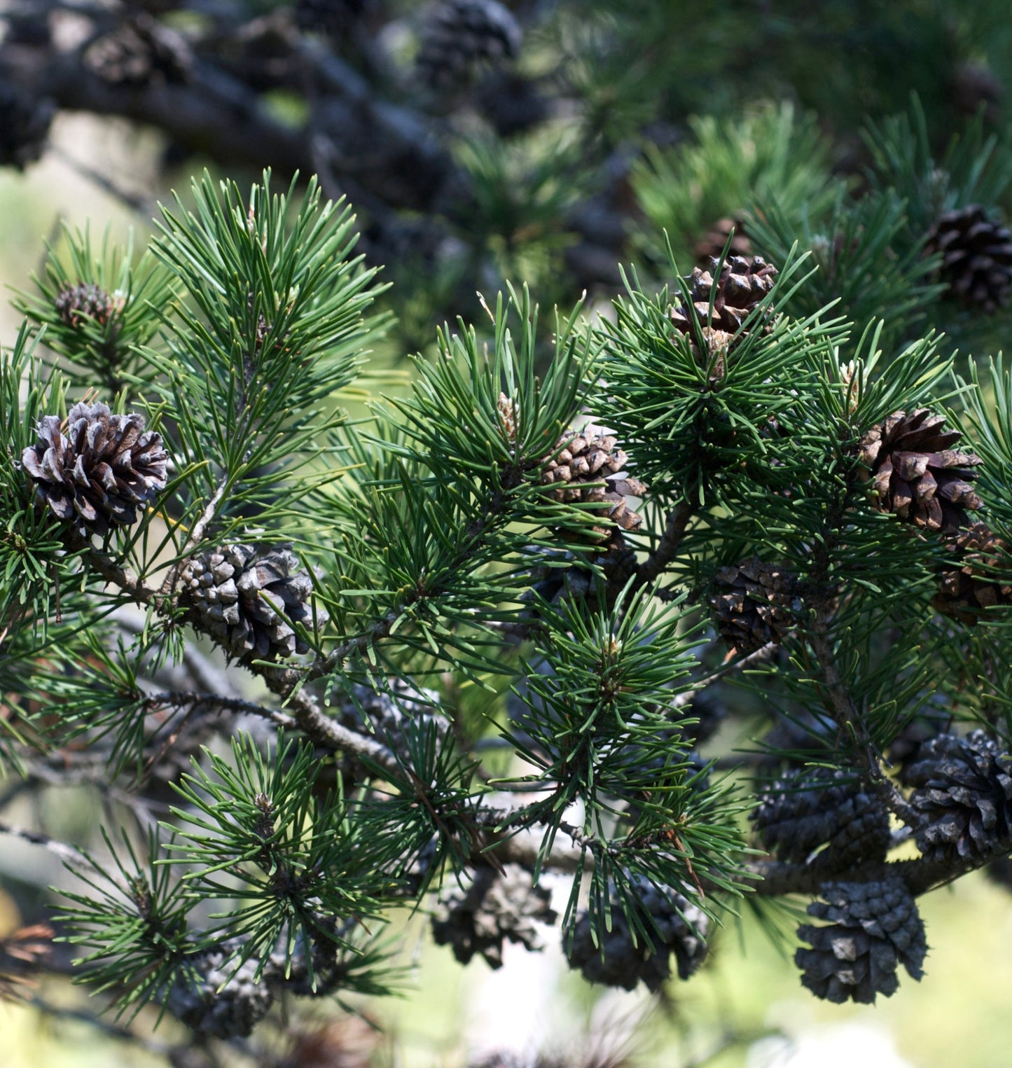 Pinus contorta immergrüner Nadelbaum mit dichten grünen Nadeln und reifen braunen Kiefernzapfen