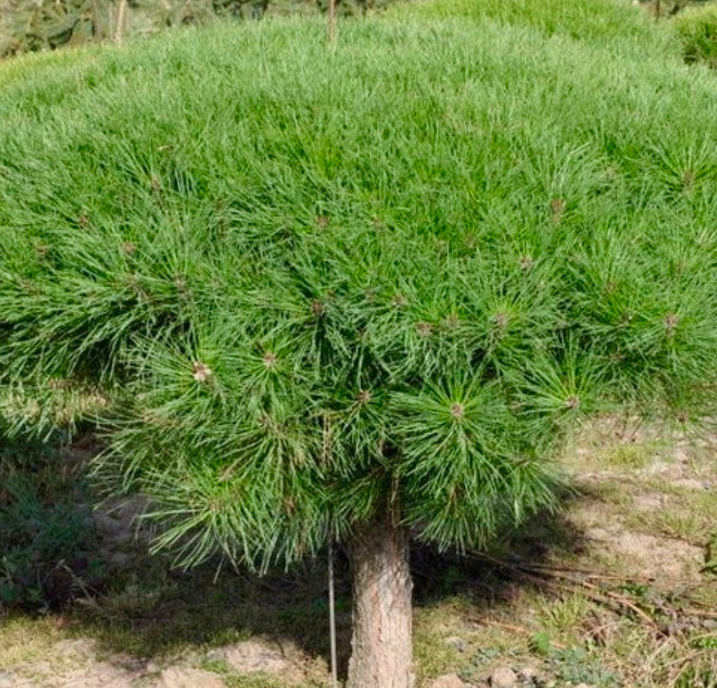 Pinus densiflora cv "Tamoyosho Compacta" dicht kompakter grüner Nadel immergrüner Strauch