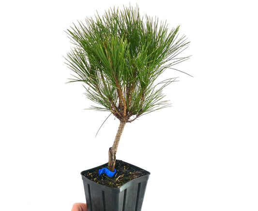 Pinus densiflora cv ALICE VERKADE small potted pine with dense green needles and slender trunk