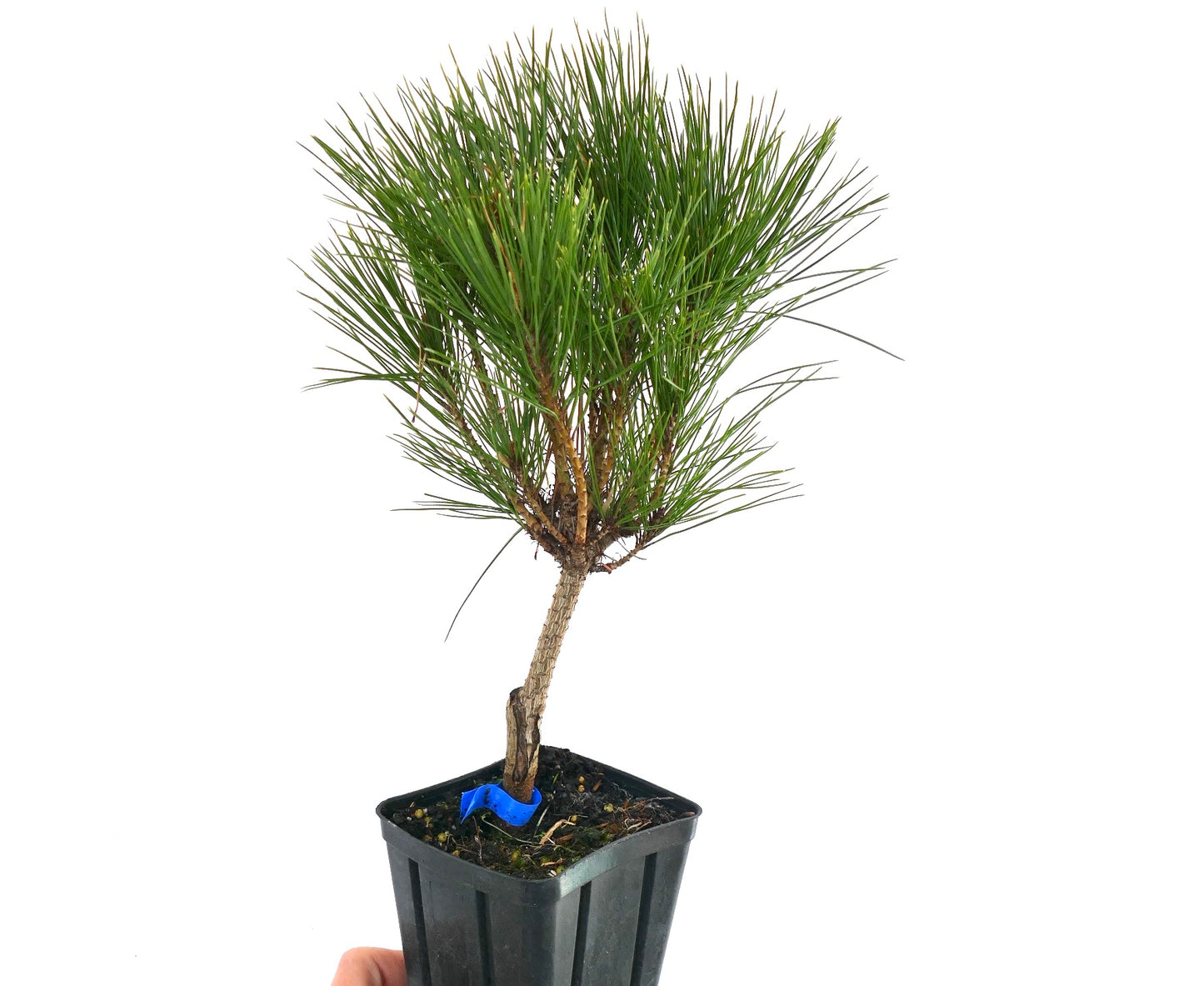 Pinus densiflora cv ALICE VERKADE kleiner Topf-Kiefer mit dichten grünen Nadeln und schlankem Stamm