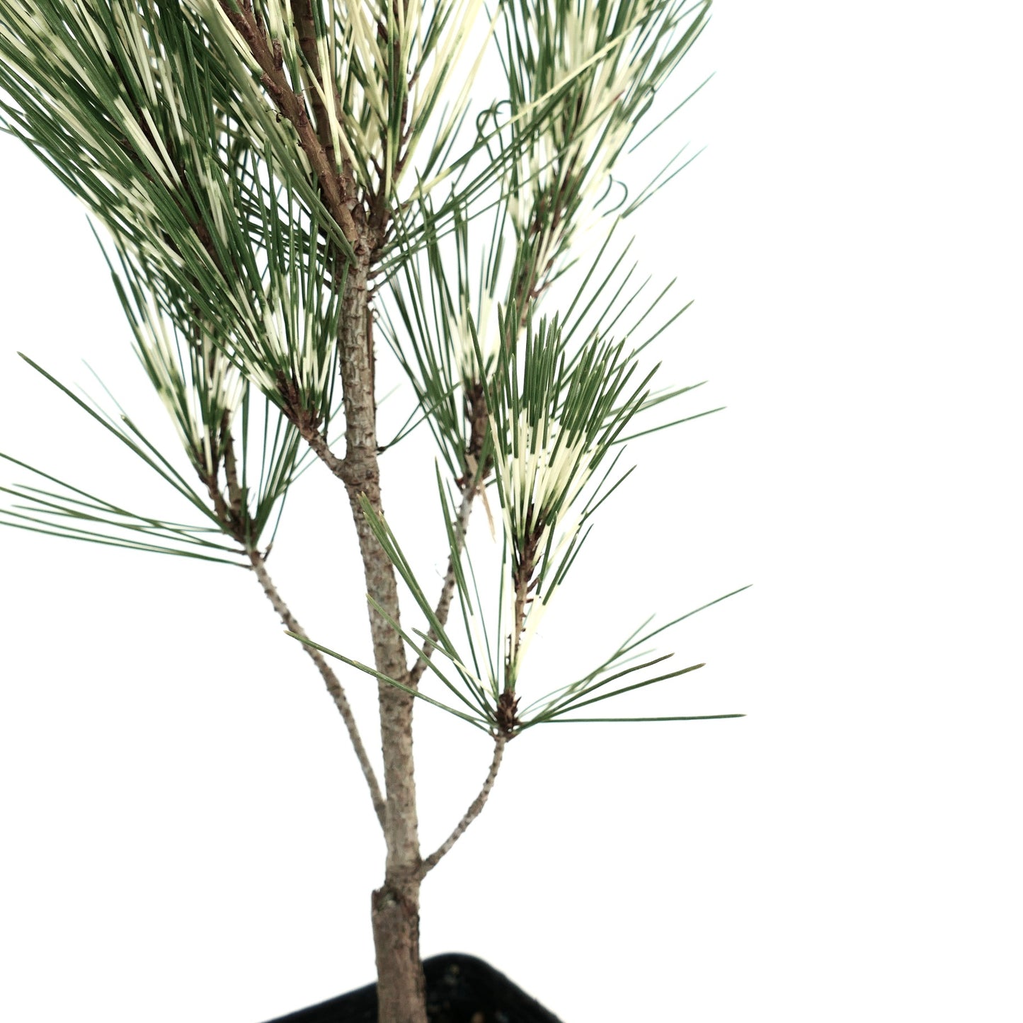 Pinus densiflora cv OCULIS DRACONIS variegated pine tree with green and white needle clusters