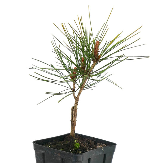 Pinus densiflora cv "Tamoyosho Compacta" young compact pine with slender green needles