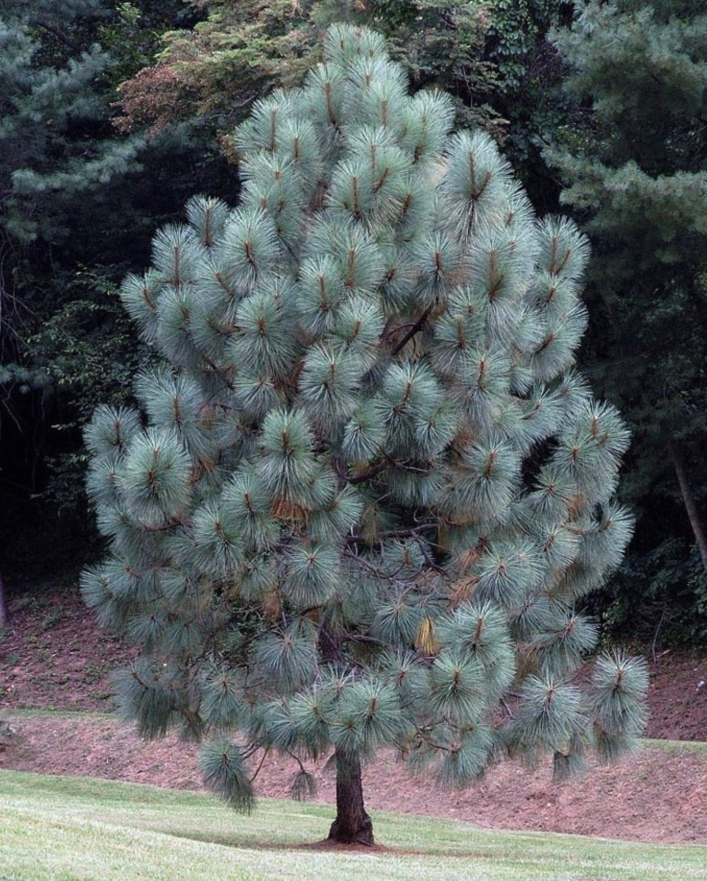 Pinus engelmannii SEEDS