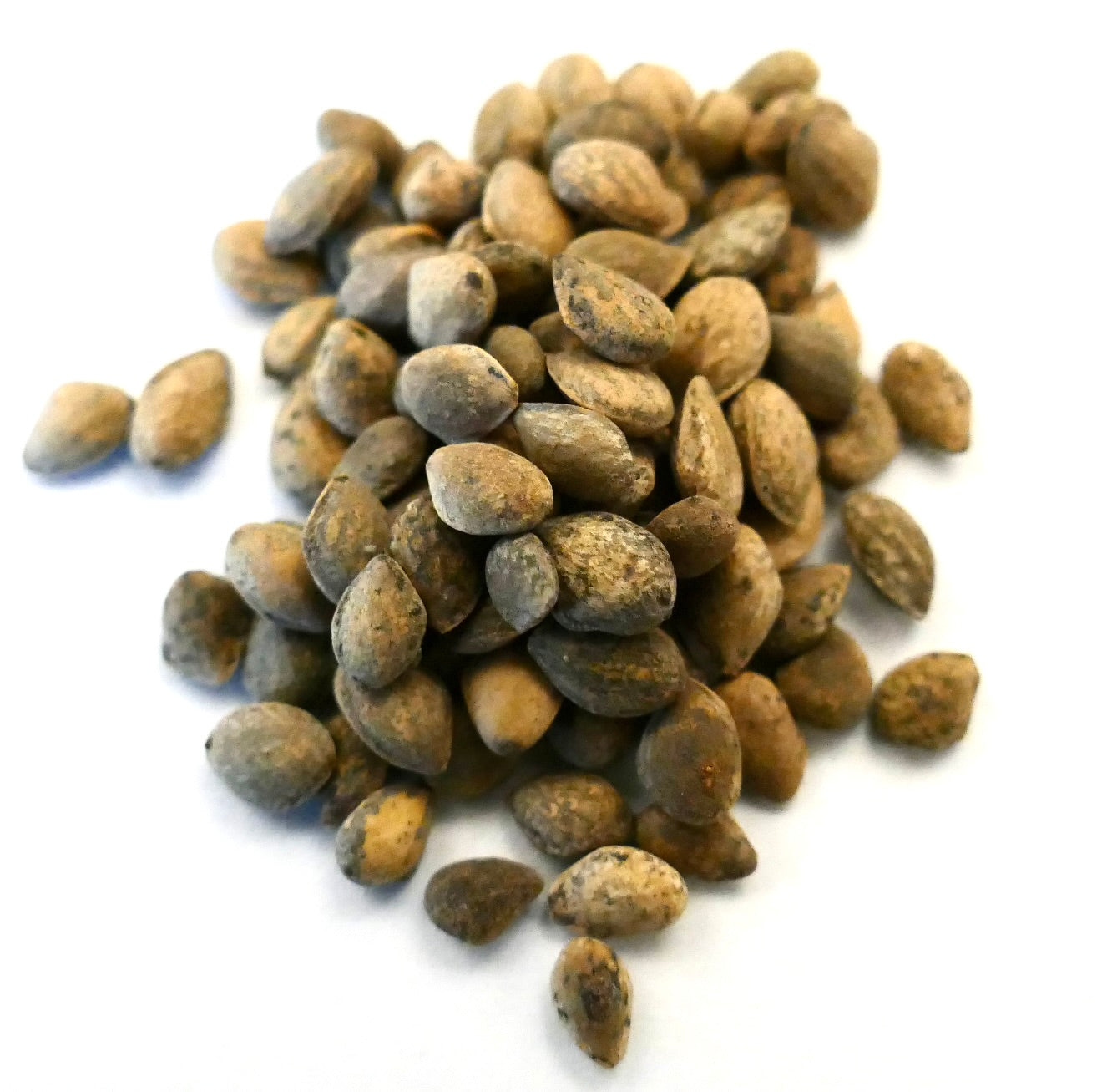 マツ・エンゲルマニーイの小さな茶色の質感のある種子(針葉樹の繁殖と植栽用)