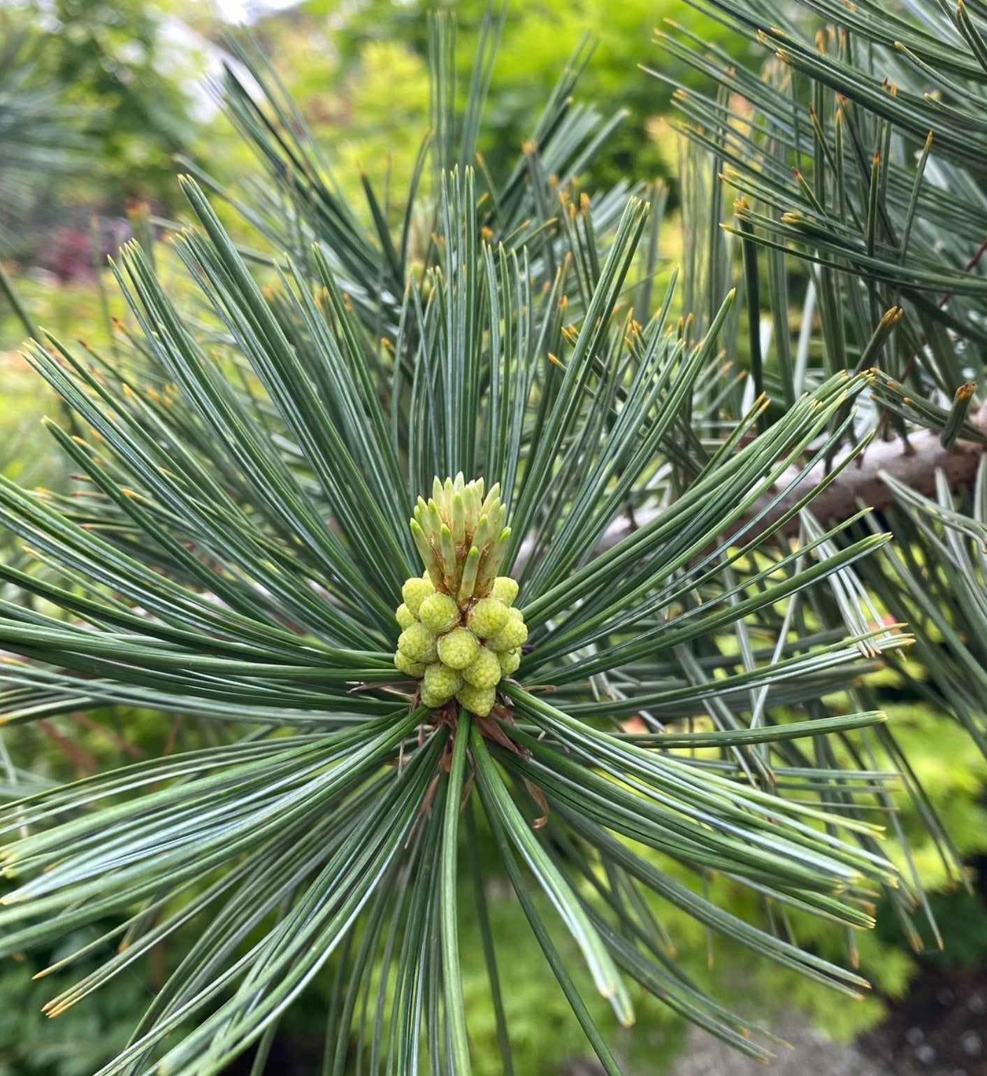 Pinus flexilis