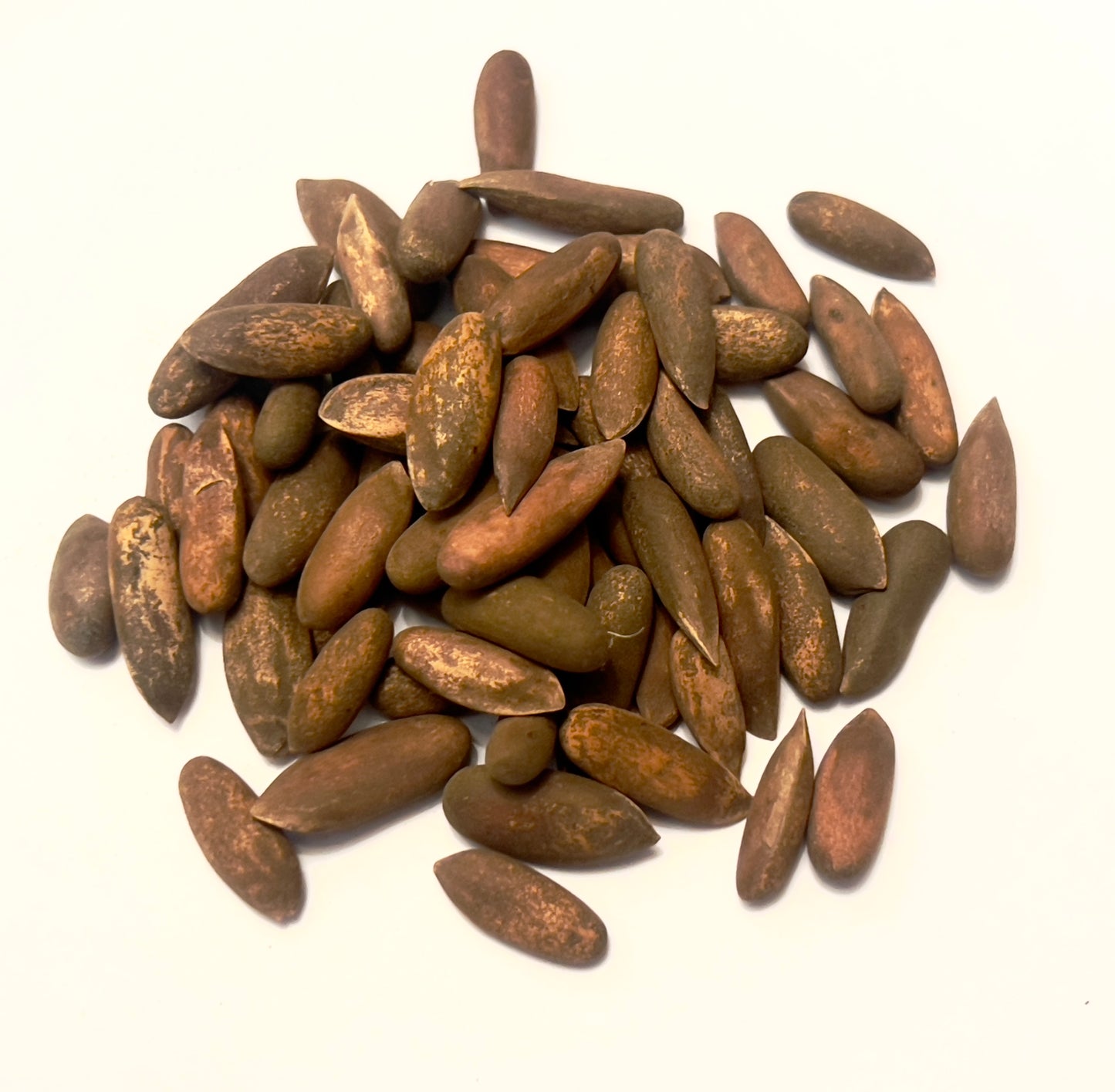 Semi allungati di colore marrone di Pinus gerardiana 'Kohistan' con superficie strutturata, primo piano su sfondo bianco