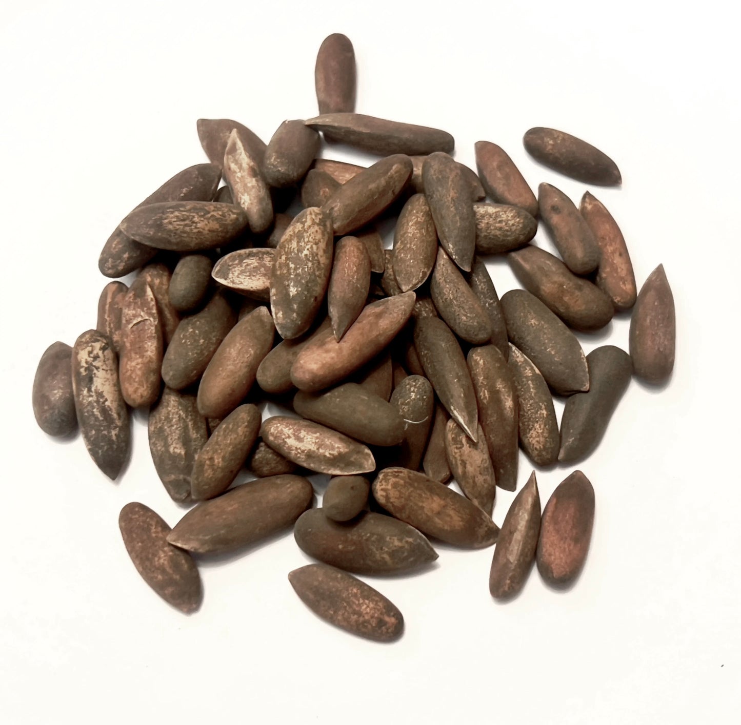 เมล็ดสนเกอร์ราร์ดีอานา 'โคฮิสตัน'