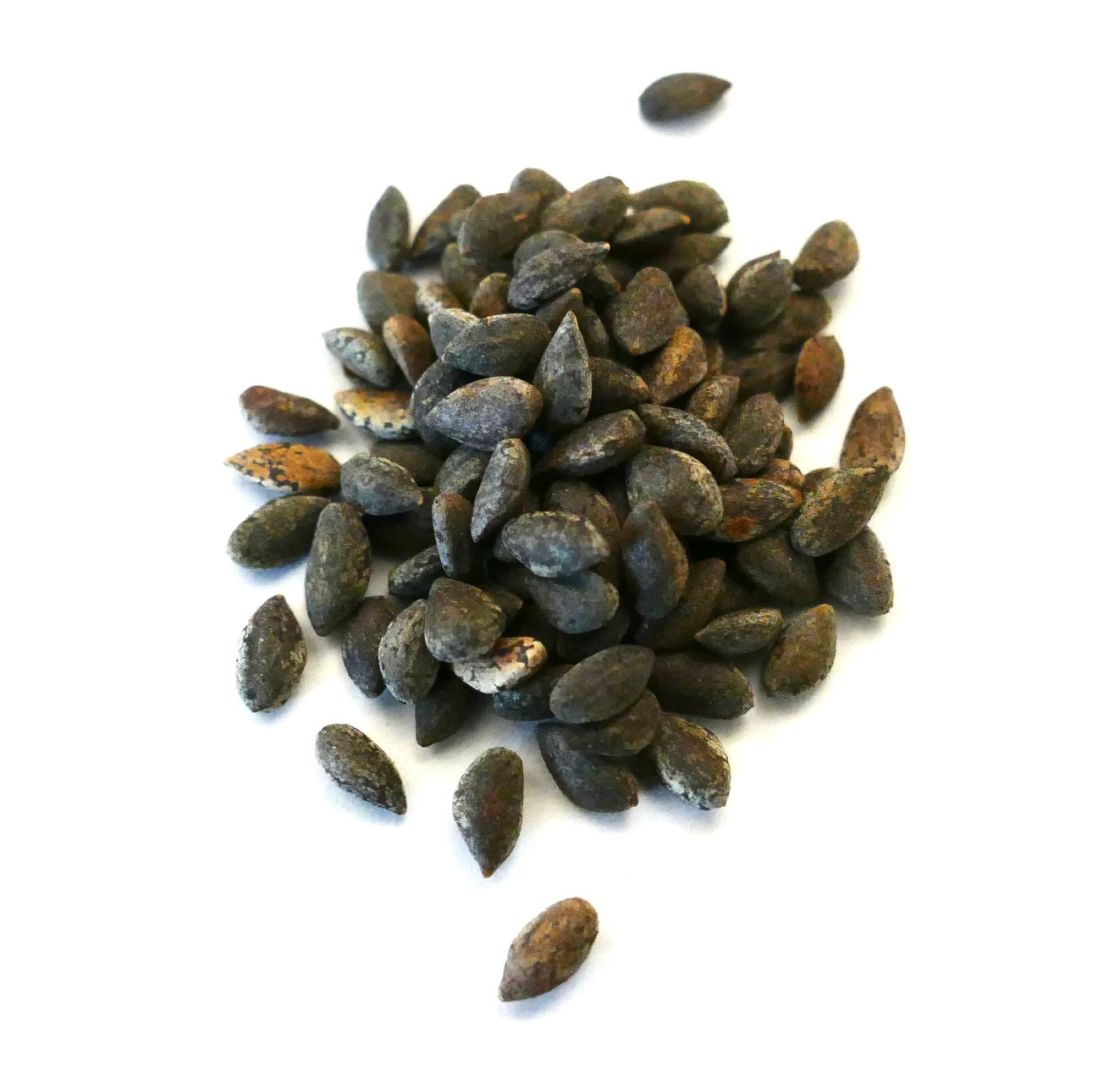 ピヌス・ハレペンシスの暗褐色で細長い種子、粗い質感の表面のクローズアップ