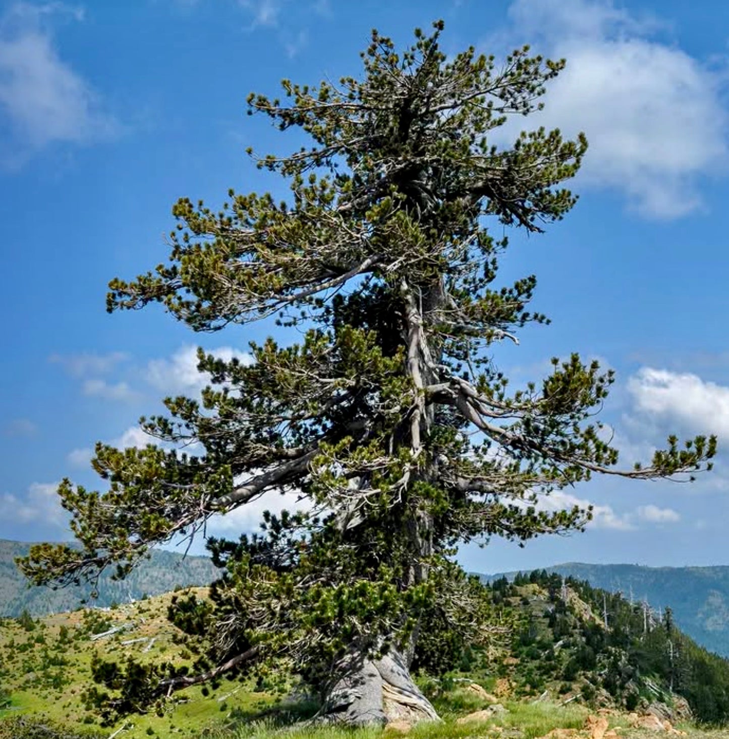 Pinus heldreichii SEEDS
