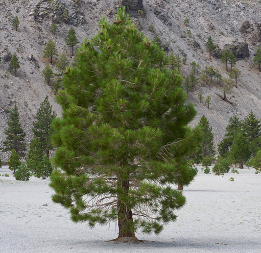 Pinus jeffreyi evergreen conifer tree with dense green needles and pine cones