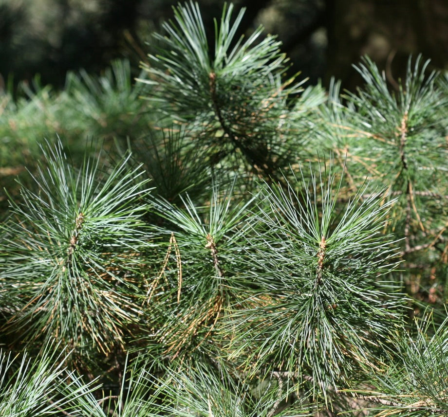 Pinus koraiensis mit dichten Büscheln langer grüner Nadeln und strukturierten Zweigen