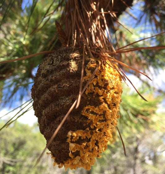 مخروط صنوبر لييوفيلا بملمس خشن وطحلب أصفر-برتقالي على غصن شجرة صنوبر