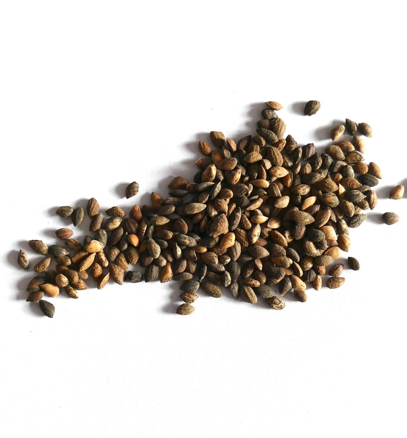 بذور صغيرة بنية وسوداء ذات ملمس متناثر من صنوبر لايوفيلا على خلفية بيضاء