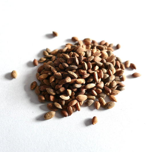 Pinus maximinoi små brune frø med teksturert overflate på hvit bakgrunn