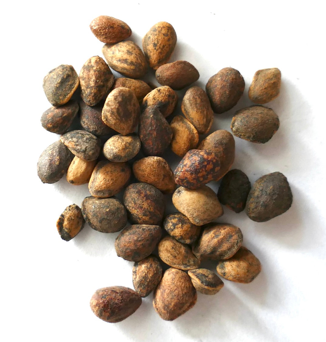 白い背景にざらざらした茶色と黒のマツの種子のクラスタ、ピヌス・モンテズマエ