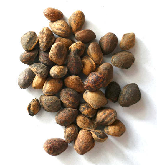 白い背景にざらざらした茶色と黒のマツの種子のクラスタ、ピヌス・モンテズマエ