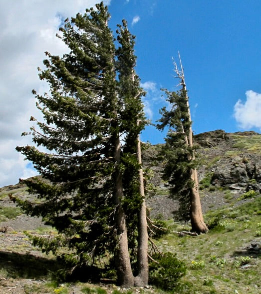 Pinus monticola tall evergreen conifer with dense green needles on mountainous terrain