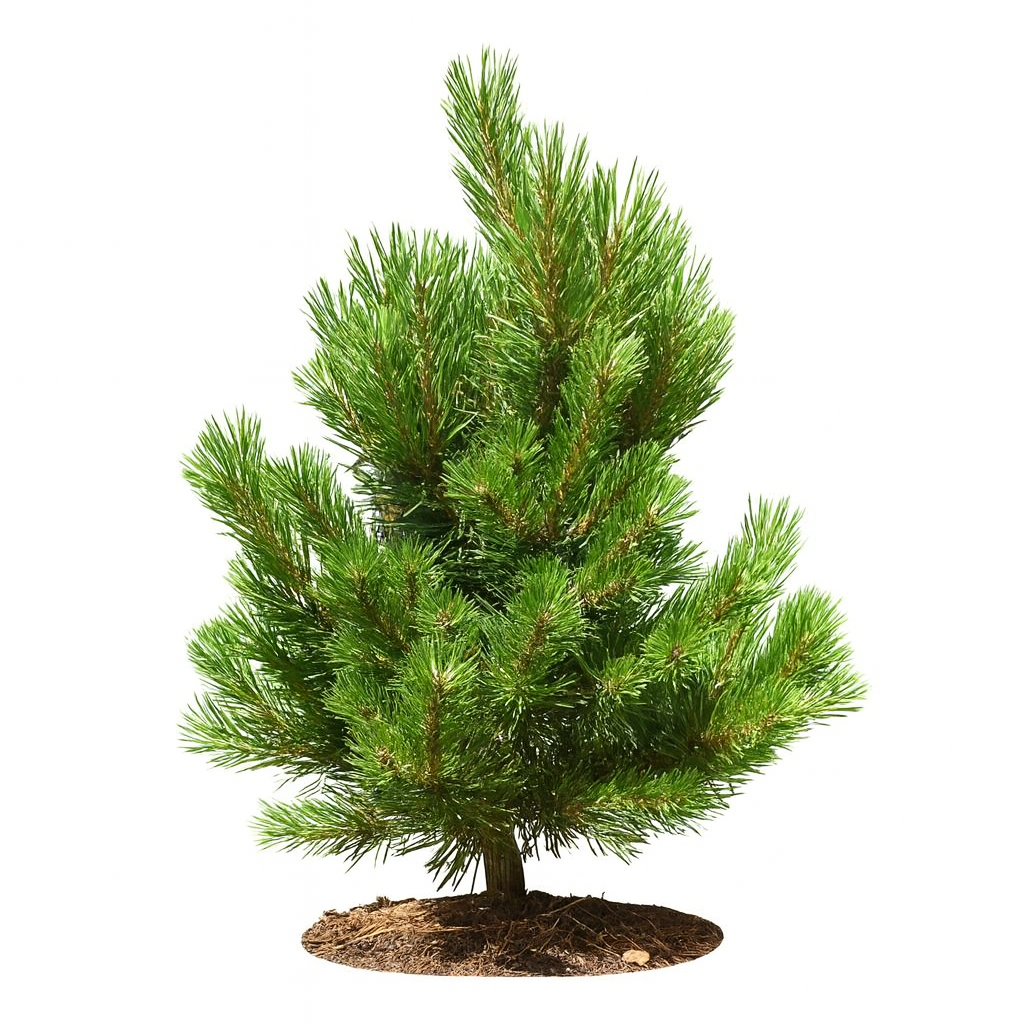 Pinus mugo GNOM