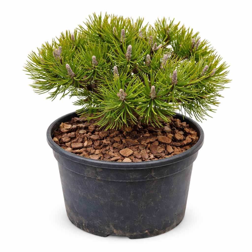 ไม้สน มูโก ซีวี ม็อพส์ เมย์ลาน สนเข็มแคระกะทัดรัด มีเข็มสีเขียวหนาแน่นในกระถาง