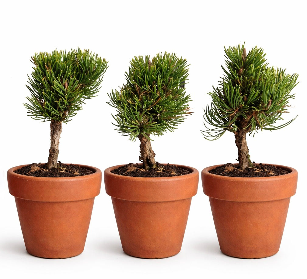 Pinus mugo cv PICOBELLO small bonsai pine trees with dense green needles in terracotta pots